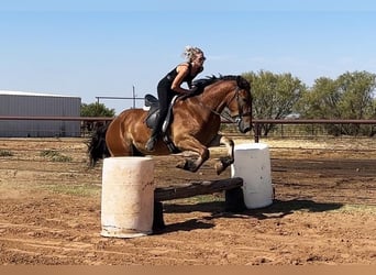 caballo de tiro, Caballo castrado, 6 años, Castaño rojizo