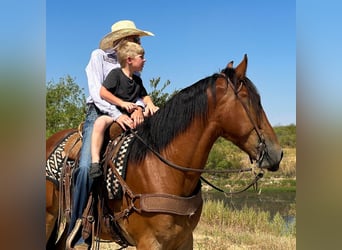 caballo de tiro, Caballo castrado, 6 años, Castaño rojizo