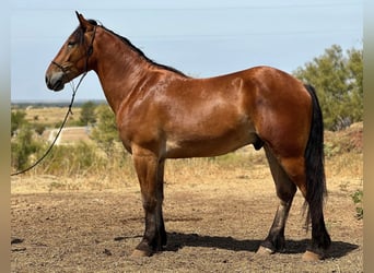 caballo de tiro, Caballo castrado, 6 años, Castaño rojizo