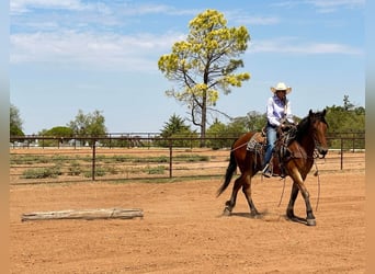 caballo de tiro, Caballo castrado, 6 años, Castaño rojizo