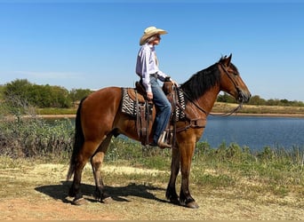 caballo de tiro, Caballo castrado, 6 años, Castaño rojizo