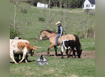 caballo de tiro, Caballo castrado, 6 años, Champán