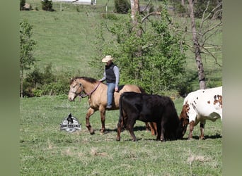 caballo de tiro, Caballo castrado, 6 años, Champán