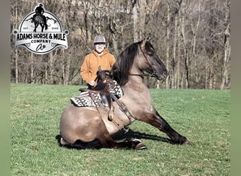 caballo de tiro, Caballo castrado, 6 años, Grullo