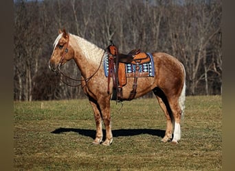 caballo de tiro, Caballo castrado, 6 años, Palomino