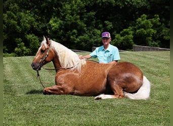 caballo de tiro, Caballo castrado, 6 años, Palomino