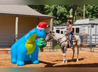 caballo de tiro Mestizo, Caballo castrado, 6 años, Pío
