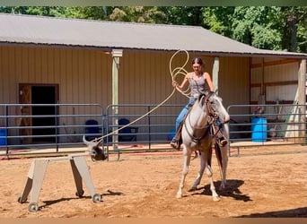 caballo de tiro Mestizo, Caballo castrado, 6 años, Pío