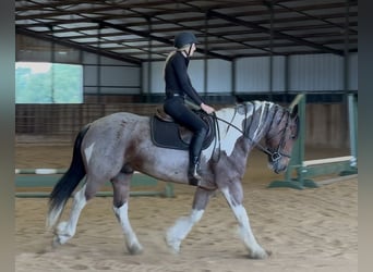 caballo de tiro Mestizo, Caballo castrado, 6 años, Pío