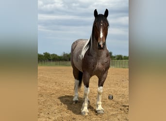 caballo de tiro Mestizo, Caballo castrado, 6 años, Pío