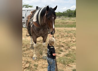 caballo de tiro Mestizo, Caballo castrado, 6 años, Pío