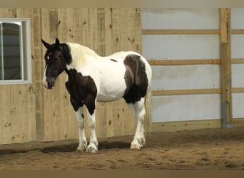 caballo de tiro Mestizo, Caballo castrado, 6 años, Pío