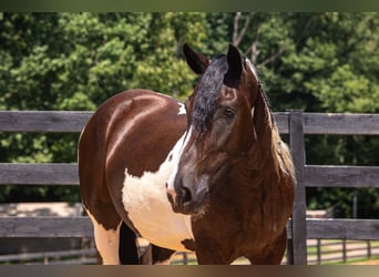 caballo de tiro Mestizo, Caballo castrado, 6 años, Pío