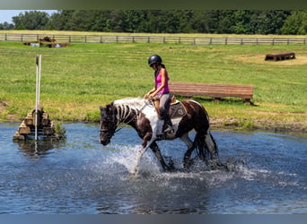 caballo de tiro Mestizo, Caballo castrado, 6 años, Pío