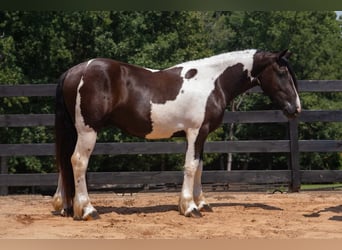 caballo de tiro Mestizo, Caballo castrado, 6 años, Pío