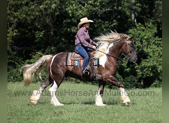 caballo de tiro, Caballo castrado, 6 años