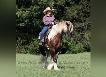 caballo de tiro, Caballo castrado, 6 años