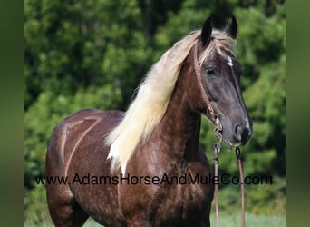 caballo de tiro, Caballo castrado, 6 años