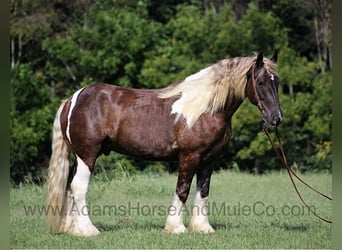 caballo de tiro, Caballo castrado, 6 años