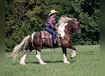 caballo de tiro, Caballo castrado, 6 años