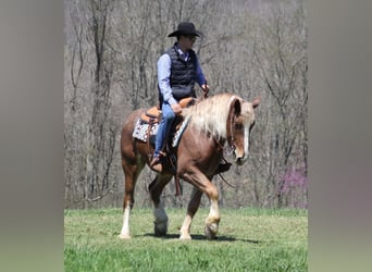 caballo de tiro, Caballo castrado, 6 años, Ruano alazán