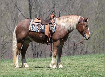 caballo de tiro, Caballo castrado, 6 años, Ruano alazán