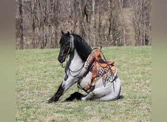 caballo de tiro, Caballo castrado, 6 años, Ruano azulado