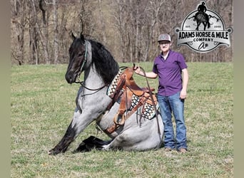 caballo de tiro, Caballo castrado, 6 años, Ruano azulado