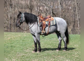 caballo de tiro, Caballo castrado, 6 años, Ruano azulado