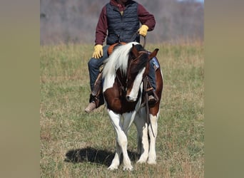 caballo de tiro, Caballo castrado, 6 años, Tobiano-todas las-capas