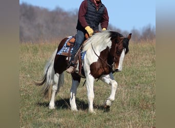 caballo de tiro, Caballo castrado, 6 años, Tobiano-todas las-capas