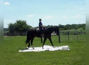 caballo de tiro, Caballo castrado, 6 años, Tobiano-todas las-capas