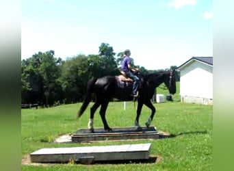 caballo de tiro, Caballo castrado, 6 años, Tobiano-todas las-capas