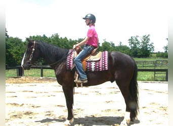 caballo de tiro, Caballo castrado, 6 años, Tobiano-todas las-capas