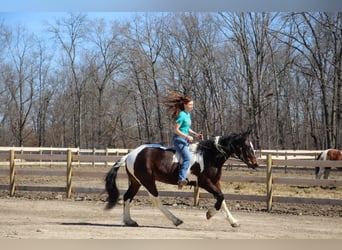 caballo de tiro, Caballo castrado, 6 años, Tobiano-todas las-capas