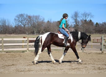 caballo de tiro, Caballo castrado, 6 años, Tobiano-todas las-capas