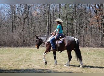 caballo de tiro, Caballo castrado, 6 años, Tobiano-todas las-capas