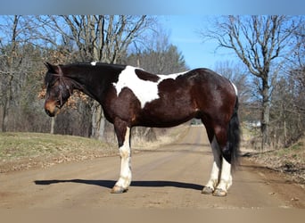 caballo de tiro, Caballo castrado, 6 años, Tobiano-todas las-capas