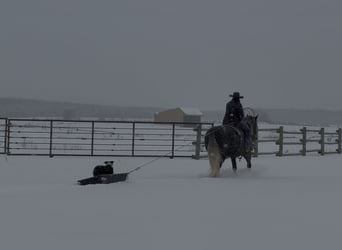 caballo de tiro Mestizo, Caballo castrado, 6 años, Tordo