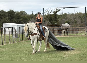 caballo de tiro Mestizo, Caballo castrado, 6 años, Tordo