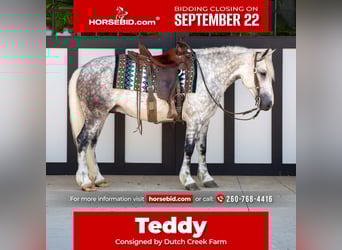 caballo de tiro Mestizo, Caballo castrado, 7 años, 142 cm, Tordo