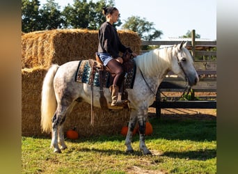 caballo de tiro Mestizo, Caballo castrado, 7 años, 142 cm, Tordo