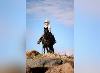 caballo de tiro Mestizo, Caballo castrado, 7 años, 150 cm, Negro