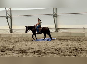 caballo de tiro Mestizo, Caballo castrado, 7 años, 150 cm, Negro