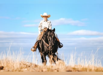 caballo de tiro Mestizo, Caballo castrado, 7 años, 150 cm, Negro