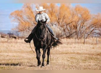 caballo de tiro Mestizo, Caballo castrado, 7 años, 150 cm, Negro
