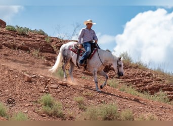 caballo de tiro Mestizo, Caballo castrado, 7 años, 150 cm, Tordo