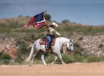 caballo de tiro Mestizo, Caballo castrado, 7 años, 150 cm, Tordo