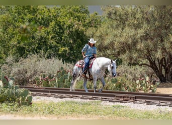 caballo de tiro Mestizo, Caballo castrado, 7 años, 150 cm, Tordo