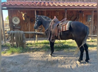 caballo de tiro, Caballo castrado, 7 años, 150 cm, Tordo